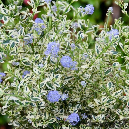 Glória /nádhera/ Cool blue v črepníku Ceanothus cool blue