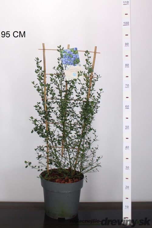 Glória /nádhera/ Snow Flurries , na špailéri výška 100 cm v črepníku 7l Ceanothus impressus Victoria