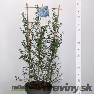 Glória /nádhera/ Snow Flurries , na špailéri výška 100 cm v črepníku 7l Ceanothus impressus Victoria