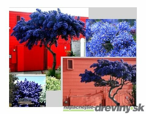 Glória /nádhera/ Versailská v črepníku Ceanothus gloire de versailles