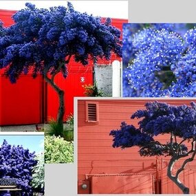 Glória /nádhera/ Versailská v črepníku Ceanothus gloire de versailles