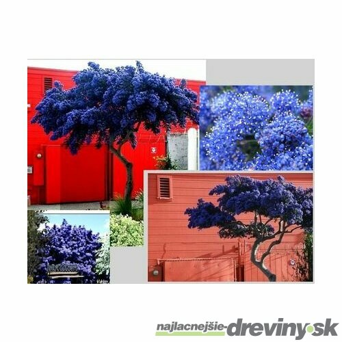 Glória /nádhera/ Versailská - Viktória na kmienku 60 cm, v črepníku Ceanothus impressus Victoria