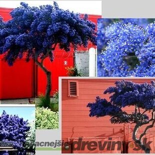 Glória /nádhera/ Versailská - Viktória na kmienku 60 cm, v črepníku Ceanothus impressus Victoria