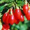 Goji (kustovnica čínska) Korean Big v črepníku 2l Lycium chinesi