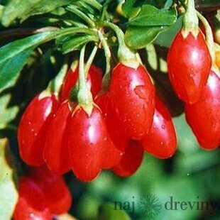 Goji (kustovnica čínska) Korean Big v črepníku 2l Lycium chinesi