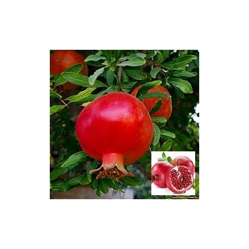 Granátové jablko (Granátovník)20/40 cm, v črepníku Punica granatum
