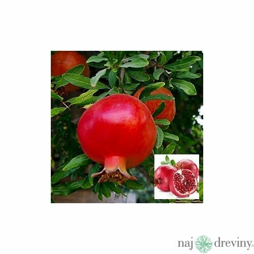Granátové jablko (Granátovník)20/40 cm, v črepníku Punica granatum