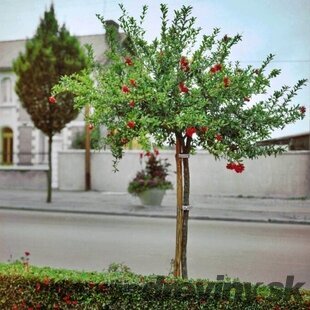 Granátové jablko (Granátovník),na kmienku 100/120 cm, v črepníku 18l Punica granatum