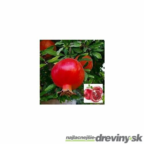 Granátové jablko (Granátovník), výška 100/120 cm, v črepníku 10l Punica granatum