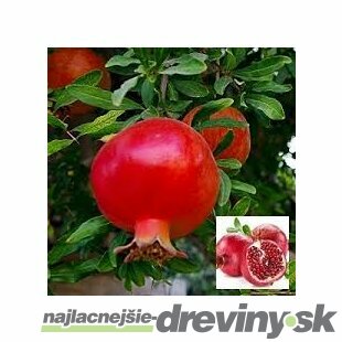 Granátové jablko (Granátovník), výška 100/120 cm, v črepníku 10l Punica granatum