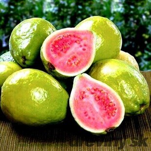Guavaja jablková - žltá, výška 60/80 cm, v črepníku Psidium guajava Limon