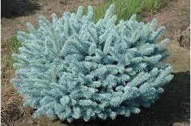 Guľovitý Smrek P.pungens ‘Glauca globosa
