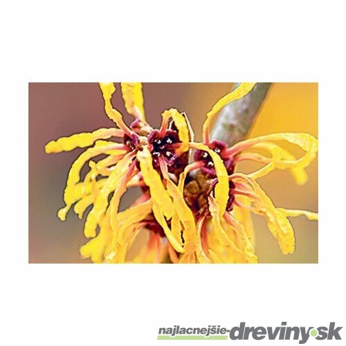 Hamamel Virgínsky žltý kvet, výška 80/120 cm, v črepníku 5l Hamamelis Virginiana