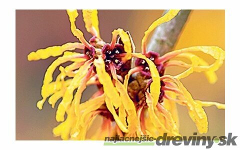 Hamamel Virgínsky žltý kvet, výška 80/120 cm, v črepníku 5l Hamamelis Virginiana