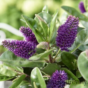 Hebe Garden Beauty Blue 10/15 cm, v črepniku Hebe Garden Beauty Blue