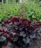 Heuchera americká Palace Purple, v črepníku Heuchera amer. Palace Purple