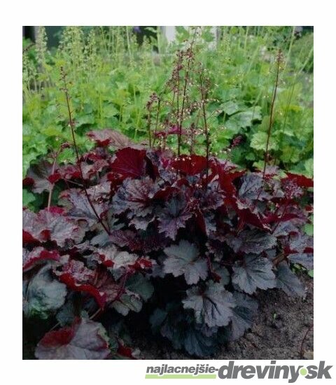 Heuchera americká Palace Purple , v črepníku Heuchera amer. Palace Purple