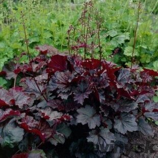 Heuchera americká Palace Purple , v črepníku Heuchera amer. Palace Purple