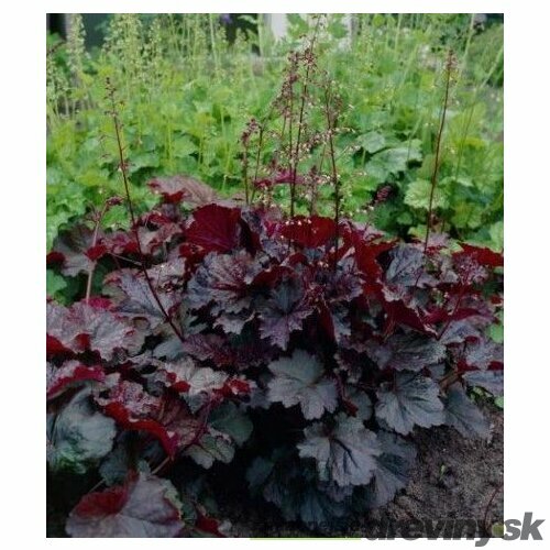 Heuchera americká Palace Purple, v črepníku Heuchera amer. Palace Purple