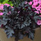 Heuchera “BLACK BEAUTY“, výška 15/25 cm, v črepníku Heuchera Black Beauty