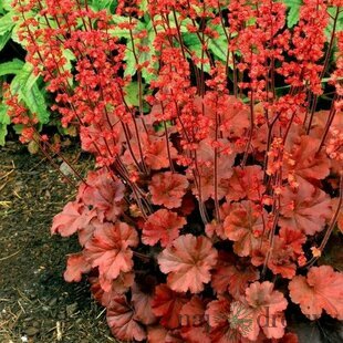 Heuchera “Cherry Cola” v črepníku 2L  Heuchera Cherry Cola