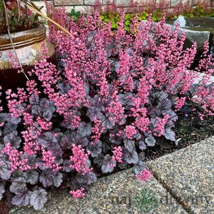 Heuchera “Milan” v črepníku 2L 15/25cm Heuchera Milan