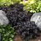 Heuchera Plum Royale, v črepníku Heuchera Plum Royale