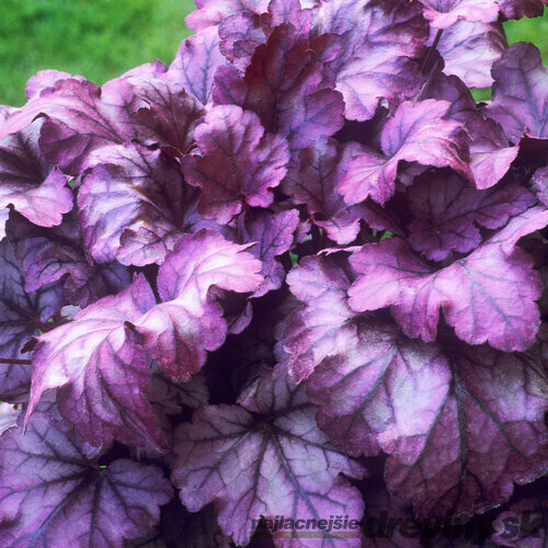 Heuchera “Wild Rose” v črepníku 2L 15/25cm Heuchera Wild Rose