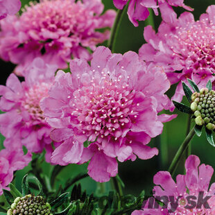 Hlaváč ružový Pink Mist, výška 10/15 cm, v črepníku P9 Scabiosa col. Pink Mist