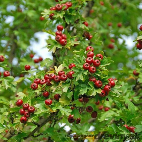 Hloh jednosemenný liečivý Stricta 180/200 cm, v črepníku Crataegus monogyna Stricta