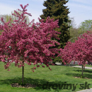 Hloh Paul´s Scarlet na kmienku 150 cm, výška 200+ cm, v črepníku 10l Crataegus laevigata Paul´s Scarlet