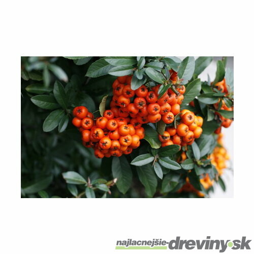 Hlohyňa šarlátová Orange glow 50/60 cm, v črepníku 2l Pyracantha Coccinea Orange glow