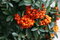 Hlohyňa šarlátová Orange glow 50/60 cm, v črepníku 2l Pyracantha Coccinea Orange glow