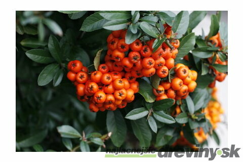 Hlohyňa šarlátová Orange glow 50/60 cm, v črepníku 2l Pyracantha Coccinea Orange glow