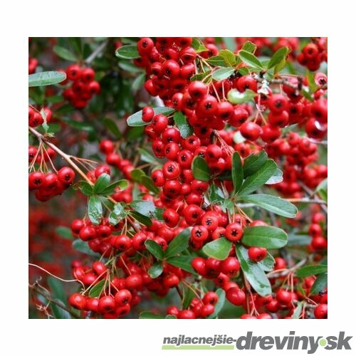 Hlohyňa šarlátová Red Column v črepníku, 50/60 cm Pyracantha Coccinea Red Column