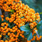 Hlohyňa šarlátová Saphyr Jaune PBR 40/50 cm, v črepníku 2l Pyracantha Coccinea Saphyr Jaune PBR