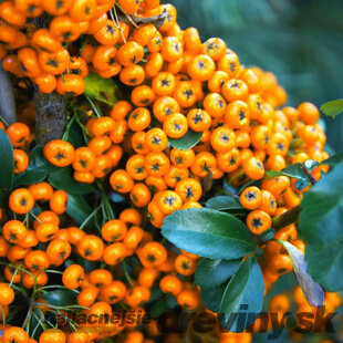 Hlohyňa šarlátová Saphyr Jaune PBR 40/50 cm, v črepníku 2l Pyracantha Coccinea Saphyr Jaune PBR