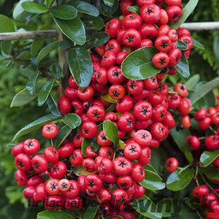 Hlohyňa šarlátová SAPHYR ROUGE ‘Cadrou‘ PBR, výška 50/+ cm, v črepníku 2l Pyracantha Coccinea Saphyr Rouge PBR