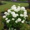 Hortenzia Annabelle 30/40 cm, v črepníku Hydrangea arborescens Annabelle