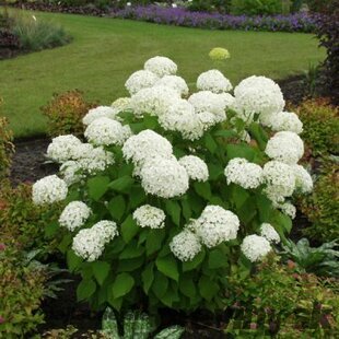 Hortenzia Annabelle 30/40 cm, v črepníku Hydrangea arborescens Annabelle
