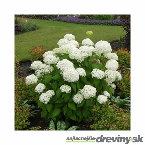Hortenzia Annabelle 30/40 cm, v črepníku Hydrangea arborescens Annabelle