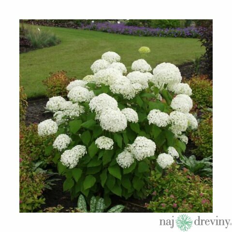 Hortenzia Annabelle 30/40 cm, v črepníku Hydrangea arborescens Annabelle