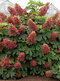 Hortenzia dubolistá Amethyst    výška 60/70  cm , v črepníku 3l  Hydrangea quercifolia