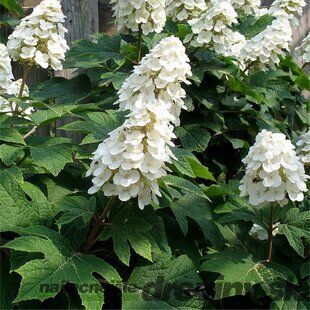 Hortenzia dubolistá ICE CRYSTAL® Hqopro10 PBR, 30/+ cm, v črepníku 3l Hydrangea quercifolia ICE CRYSTAL® Hqopro10 PBR