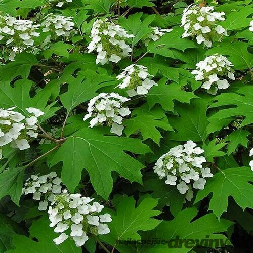 Hortenzia dubolistá Sike‘s Dwarf   výška 60/70  cm , v črepníku 3l  Hydrangea quercifolia