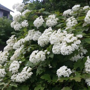 Hortenzia dubolistá ‘Snowflake‘, výška 30/+ cm, v črepníku 3l Hydrangea quercifolia ‘Snowflake‘