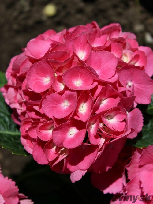 Hortenzia kalinolistá Alpengluehen 30/50 cm, v črepníku 3l Hydrangea macrophylla Alpengluehen