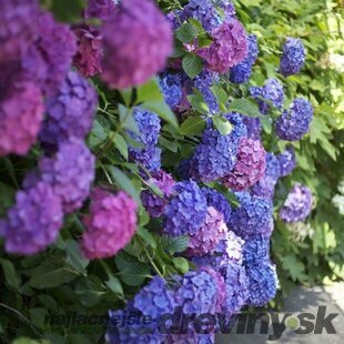 Hortenzia kalinolistá Ankong v kvetináči 40/50 cm Hydrangea macrophylla Ankong