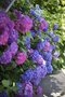 Hortenzia kalinolistá Ankong v kvetináči 40/50 cm Hydrangea macrophylla Ankong