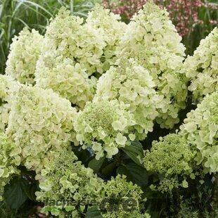 Hortenzia kalinolistá Bee Happy, výška 30/40 cm, v črepníku Hydrangea paniculata ‘Bee Happy‘